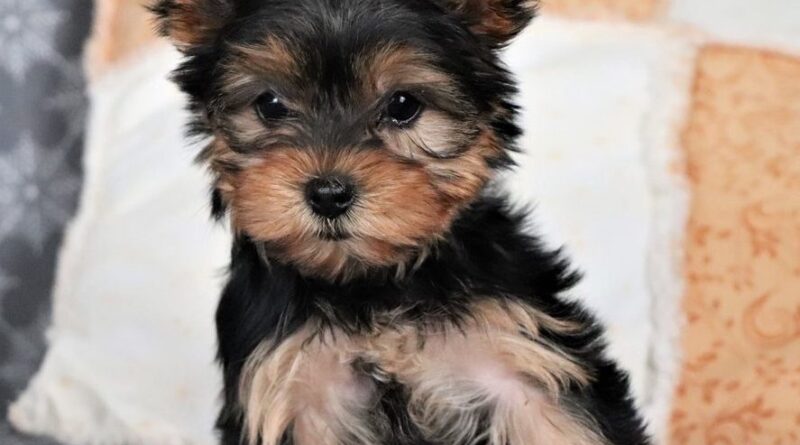 Yorkie for Sale: Understanding the Costs and Expenses Involved