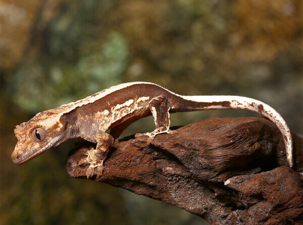 Geckos for Sale: What You Need to Know Before You Buy