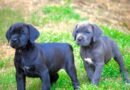 Bringing Home a Cane Corso: The Best Places to Find Puppies for Sale