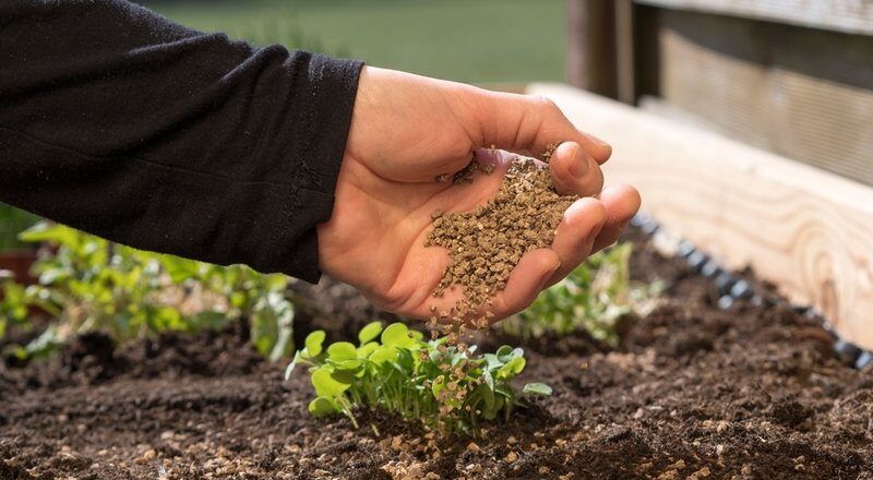 How to Make Homemade Plant Food: Simple Recipes for Healthy Plants