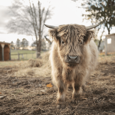 Miniature Cow for Sale? Tips to Ensure a Healthy Purchase