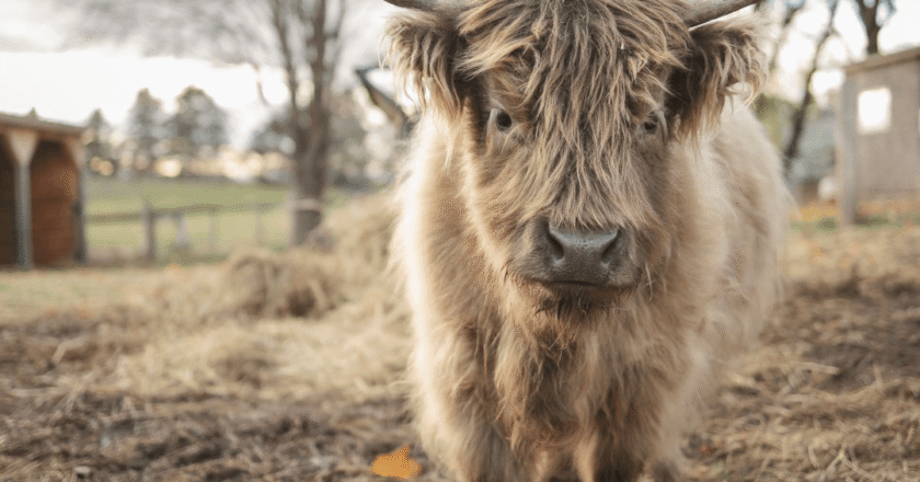 Miniature Cow for Sale? Tips to Ensure a Healthy Purchase