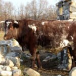 Milking Shorthorn: Why This Dual-Purpose Breed Is Gaining Popularity