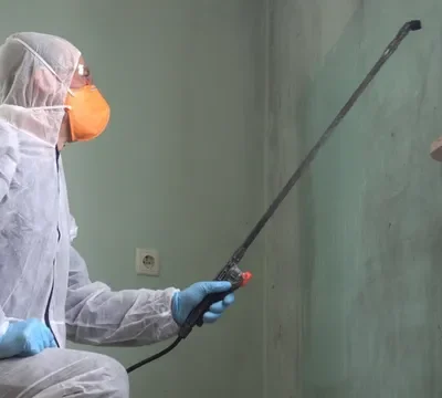 Black Mold in Homes: Prevention and Removal Tips