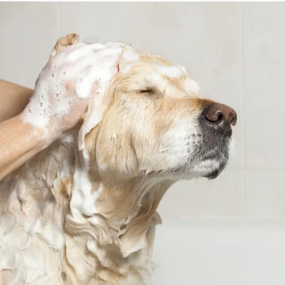 Why Luxury Dog Supplies Are Worth the Investment for Your Pet