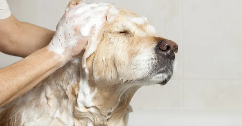 Why Luxury Dog Supplies Are Worth the Investment for Your Pet