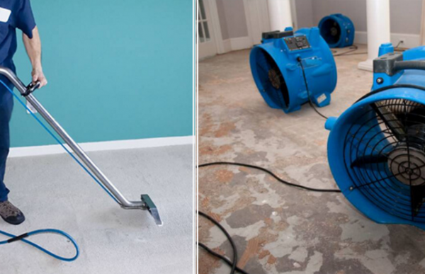 Top Tips from San Diego Mold Remediation Pros for a Healthy Home