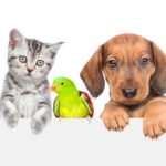 Tehran Pet Shop — How to Choose a Trusted Pet Shop for Your Companion Animals