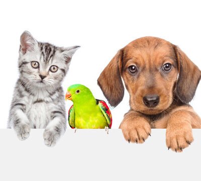 Tehran Pet Shop — How to Choose a Trusted Pet Shop for Your Companion Animals