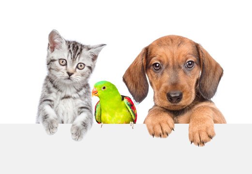 Tehran Pet Shop — How to Choose a Trusted Pet Shop for Your Companion Animals