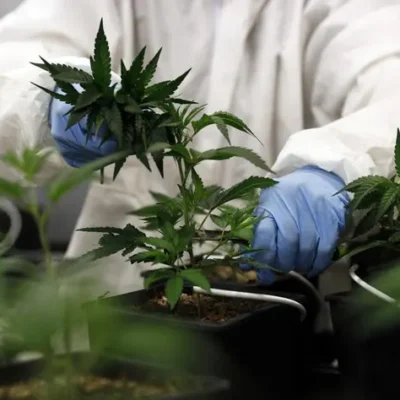 Cannabis Dispensary Europe: Understanding the European Cannabis Market