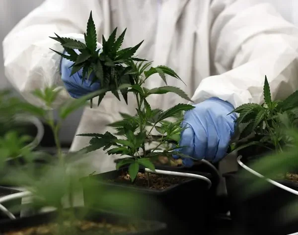 Cannabis Dispensary Europe: Understanding the European Cannabis Market