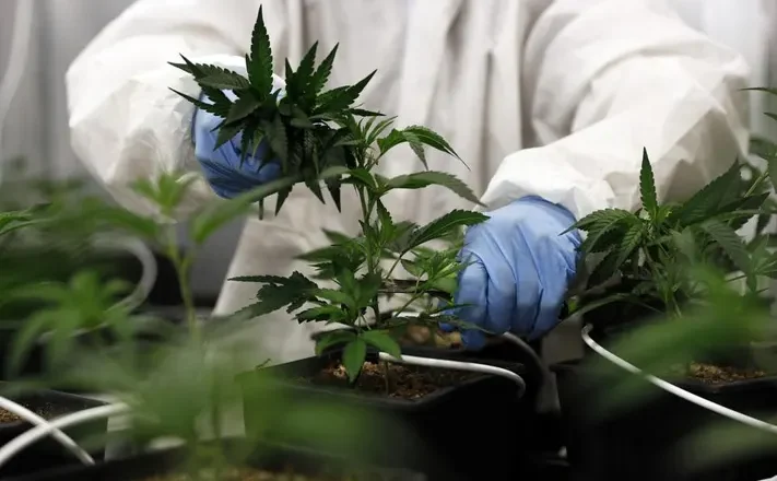 Cannabis Dispensary Europe: Understanding the European Cannabis Market